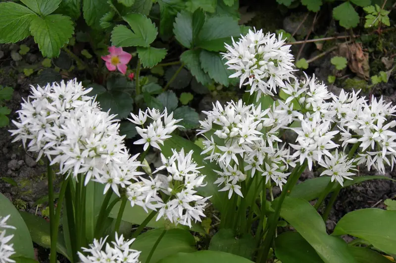 Comnox - Allium ursinum - Eetbare bodembedekker - P9 pot