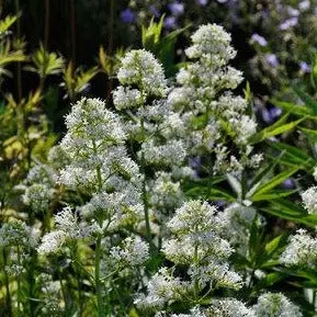 Comnox - Centranthus ruber 'Albus' - Witte spoorbloem - Vaste plant