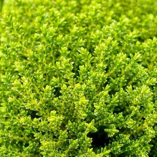 Comnox - Hebe 'Emerald Gem' - Compacte Groenblijvende Struik - 40-60 cm