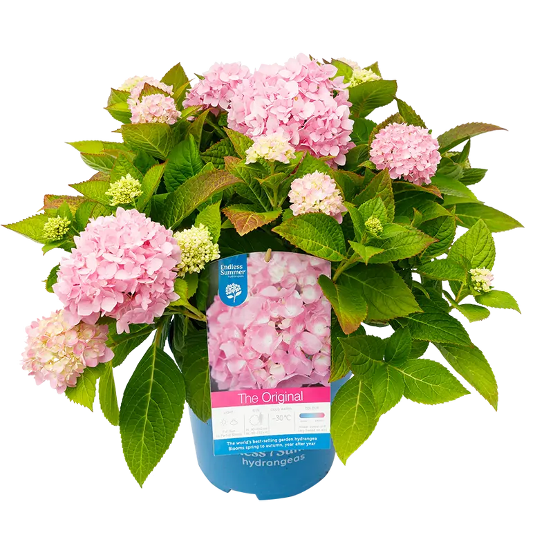 Comnox - Hydrangea macrophylla 'The Original Pink' - Lange bloeiperiode - Endless Summer® Collection
