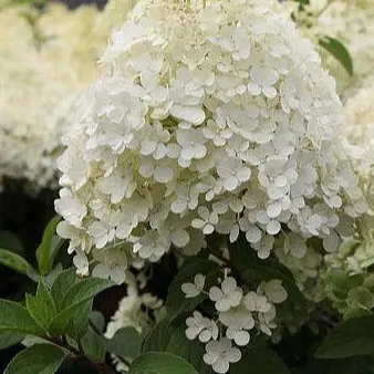 Comnox - Hydrangea paniculata 'Bobo' - Compacte dwergpluimhortensia - Witte bloemen