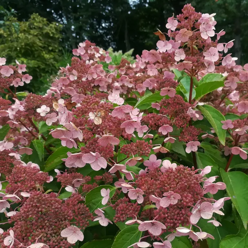 Comnox - Hydrangea paniculata 'Dharuma' - Compacte Dwergpluimhortensia - Wit naar Roze