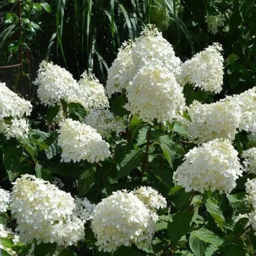 Comnox - Hydrangea paniculata 'Phantom' - Prachtige bloei van juli tot oktober