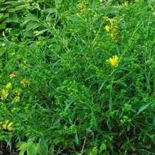 Comnox - Hypericum dens. Buttercup - Goudgele bloei - Kleine heester