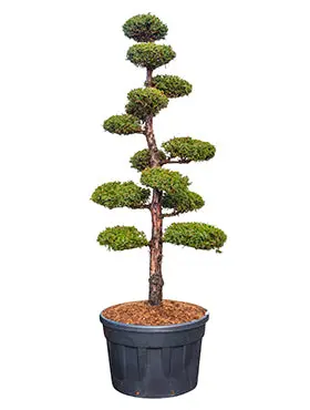 Comnox - Juniperus chinensis 'Monarch' - Decoratieve Bonsai - Groen