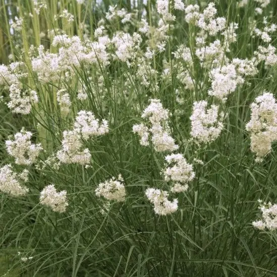 Comnox - Luzula nivea - Sneeuwwitte veldbies - Wintergroene bodembedekker