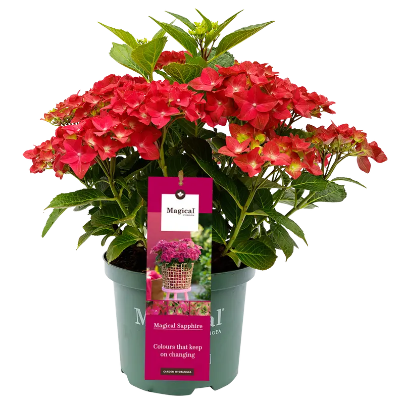 Comnox - Magical Hydrangea - Kleurveranderende bloei - 30-40 cm